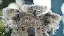 Billabong Koala And Wildlife Park - Geraldton Accommodation 0