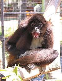 Billabong Koala And Wildlife Park - Geraldton Accommodation 1