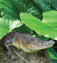 Billabong Koala And Wildlife Park - Geraldton Accommodation 2