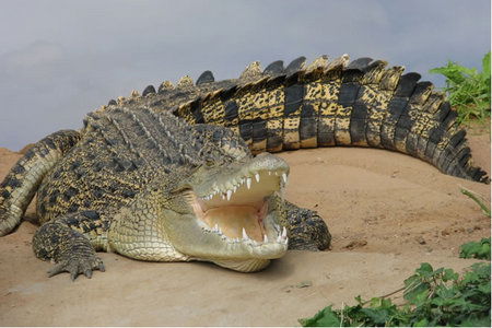 Dundee's Wildlife Park - Geraldton Accommodation 0