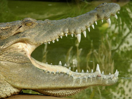 Dundee's Wildlife Park - Geraldton Accommodation 1
