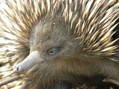Dundee's Wildlife Park - Geraldton Accommodation 3