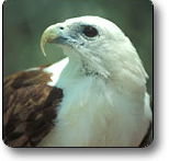 Kakadu National Park - Geraldton Accommodation