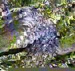 Koala Conservation Centre - Geraldton Accommodation