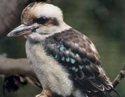 Nowra Wildlife Park - Geraldton Accommodation 2