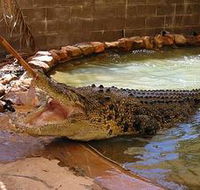 Wyndham Zoological Gardens and Crocodile Park - Geraldton Accommodation