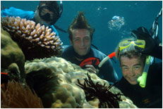 Dolphin Wild - Geraldton Accommodation 1