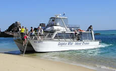 Dolphin Wild - Geraldton Accommodation 2