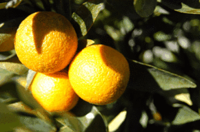 Kinloch Wines - Geraldton Accommodation 1