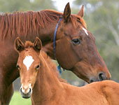 Blue Gum Farm - Geraldton Accommodation 0