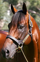 Blue Gum Farm - Geraldton Accommodation 2
