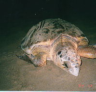 Footprints Adventures - Geraldton Accommodation