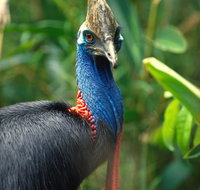 David Fleay Wildlife Park - Geraldton Accommodation