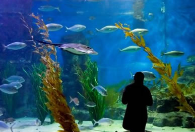 Melbourne Aquarium - Geraldton Accommodation 0