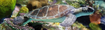 Melbourne Aquarium - Geraldton Accommodation 1
