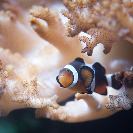 Melbourne Aquarium - Geraldton Accommodation 2