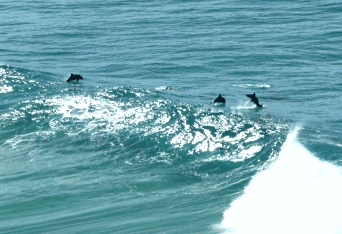 Beach Trekkers North Stradbroke Island - Geraldton Accommodation 2