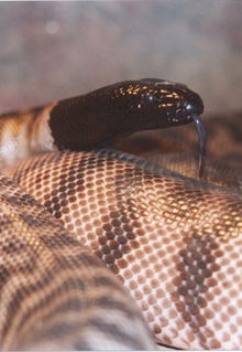 Armadale Reptile & Wildlife Centre - Geraldton Accommodation 4