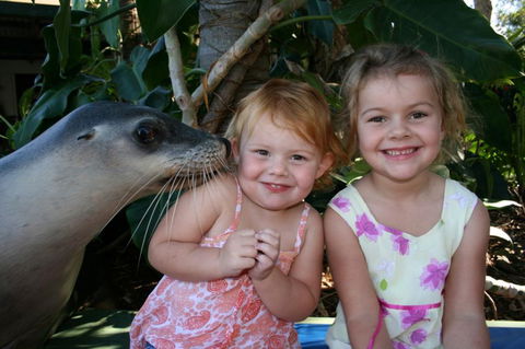 Dolphin Marine Magic - Geraldton Accommodation 0