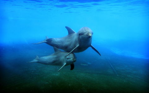 Dolphin Marine Magic - Geraldton Accommodation 4