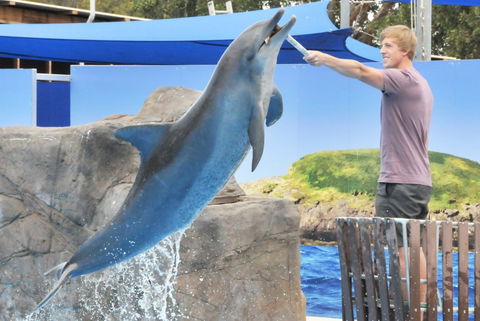 Dolphin Marine Magic - Geraldton Accommodation 7