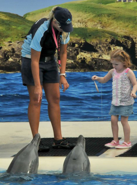 Dolphin Marine Magic - Geraldton Accommodation 10