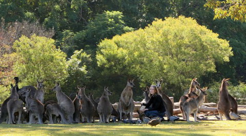 Lone Pine Koala Sanctuary - Geraldton Accommodation 1