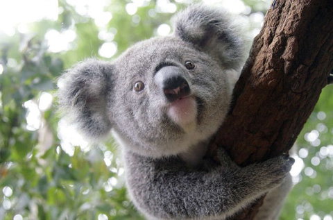 Lone Pine Koala Sanctuary - Geraldton Accommodation 3