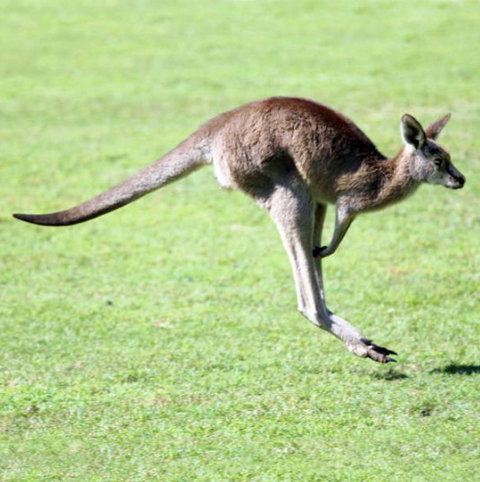 Lone Pine Koala Sanctuary - Geraldton Accommodation 4