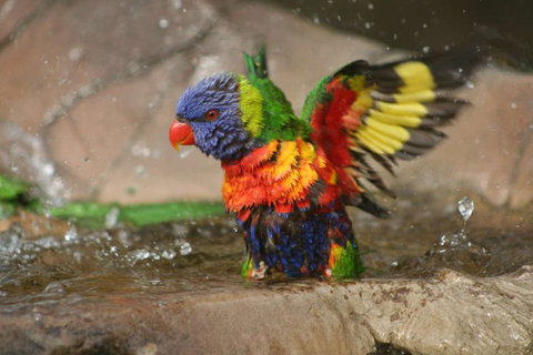 Lone Pine Koala Sanctuary - Geraldton Accommodation 5