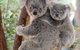 Lone Pine Koala Sanctuary - thumb 6