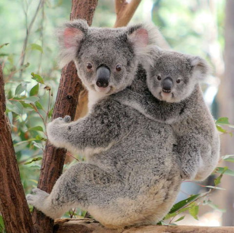 Lone Pine Koala Sanctuary - Geraldton Accommodation 6