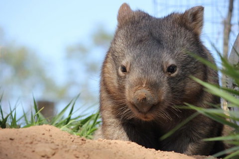 Lone Pine Koala Sanctuary - Geraldton Accommodation 7