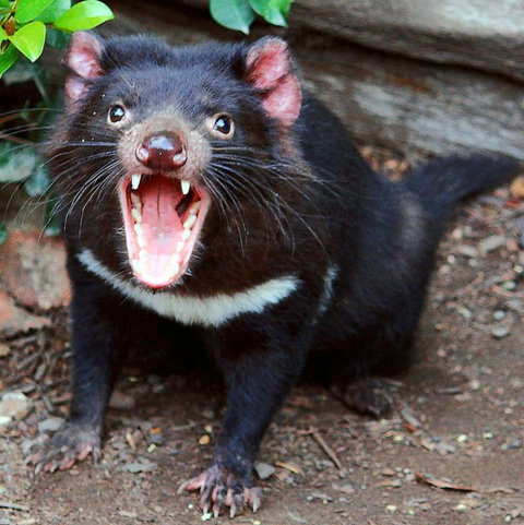 Lone Pine Koala Sanctuary - Geraldton Accommodation 8