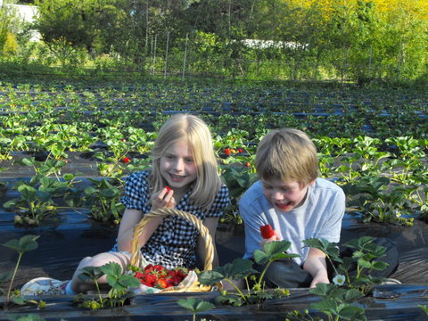 Blue Hills Berries & Cherries - Geraldton Accommodation 0