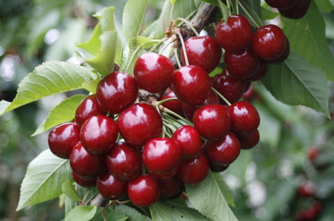 Blue Hills Berries & Cherries - Geraldton Accommodation 2