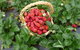 Blue Hills Berries & Cherries - thumb 3