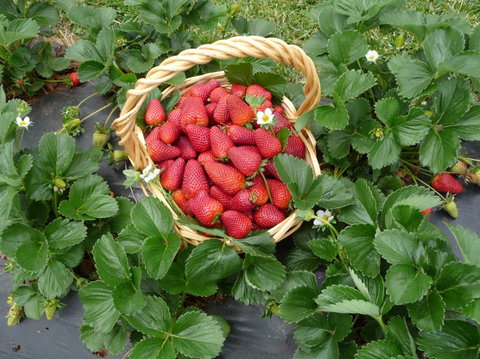 Blue Hills Berries & Cherries - Geraldton Accommodation 3