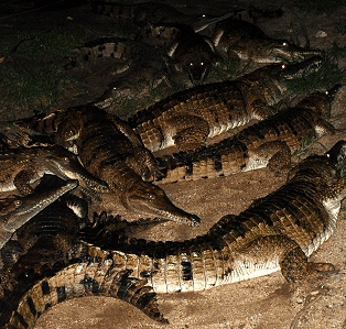 Cairns Night Zoo - Geraldton Accommodation 3