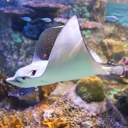 Melbourne Aquarium - Geraldton Accommodation 4