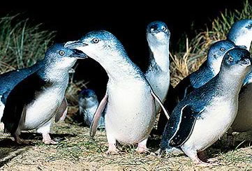 Bunyip Tours - Geraldton Accommodation 4