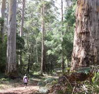 Warren River Loop Walk - Geraldton Accommodation