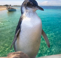 Penguin Island - Geraldton Accommodation
