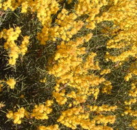 Dalwallinu Remnant Bushland - Geraldton Accommodation