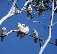 Carawine Gorge - Geraldton Accommodation