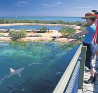 Shark Bay Marine Park - Geraldton Accommodation