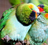Rainbow Jungle - The Australian Parrot Breeding Centre - Geraldton Accommodation