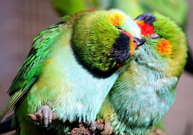 Rainbow Jungle - The Australian Parrot Breeding Centre - Geraldton Accommodation 0