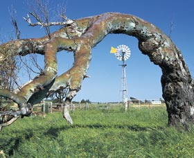 Greenough Leaning Trees - Geraldton Accommodation 0