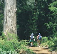 Gloucester Tree - Geraldton Accommodation